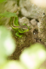  a new tail - a new life