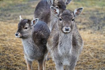 Group of young does / deers / female roes in wild nature - portrait shot in national park.