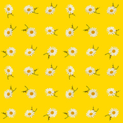 Cute Seamless Photographic Flower Pattern, Daisies on Yellow Background
