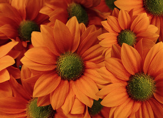 Flowers Daisies red. close-up. floral collage. Spring   composition. Nature.