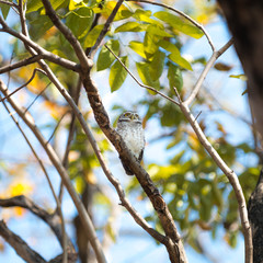 spotted owl in nature