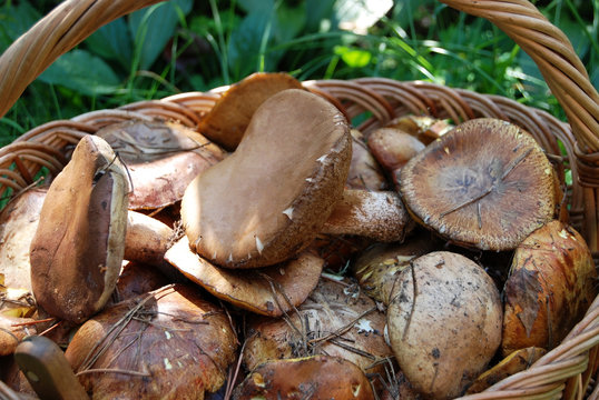 Boletus edulis mushroom in basket