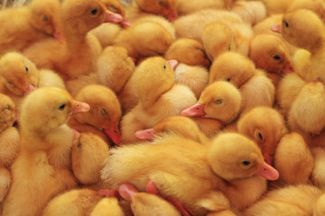yellow ducklings sleeping in a heap