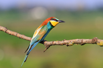 tropical bird sings a spring song