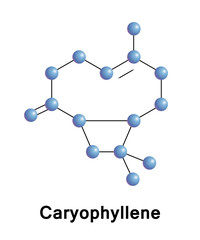 Caryophyllene is a natural bicyclic sesquiterpene that is a constituent of many essential oils. It is usually found as a mixture with isocaryophyllene and a-humulene. 