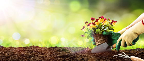 Fototapeta Gardening - Planting A Pansy In Sunny Garden
 obraz