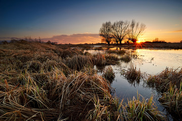 Old willow on the lake at sunset