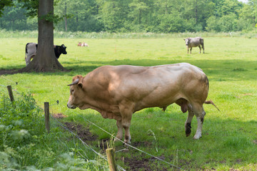 impressive limousine bull