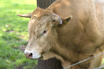 impressive limousine bull