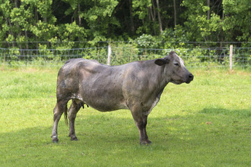 single cow in meadow