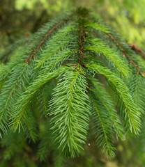 green spruce branch