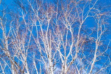 Obraz premium birch branches