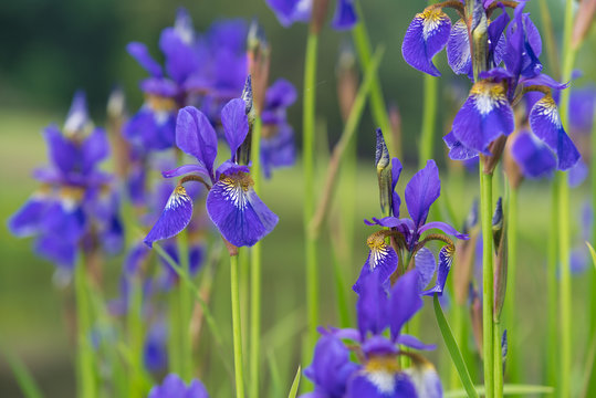 blue iris flowers
