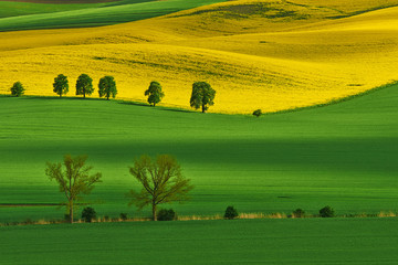 Clones,Yellow rapeseed field with wavy abstract landscape pattern. Moravian rolling landscape on sunset in yellow colors. Moravia, Czech Republic.	