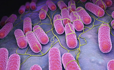 Culture of Salmonella bacteria