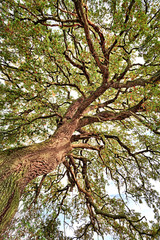 worm's eye view of a beautiful lime tree in autumn