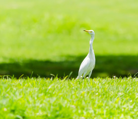 A White Heron in the garden.