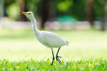 A White Heron in the garden.