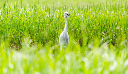 A White Heron in the garden.