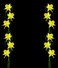 Obraz premium spring flowers narcissus isolated on black background