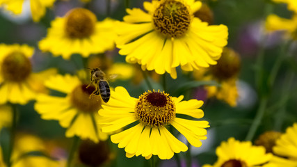  Drop a piece of pollen.