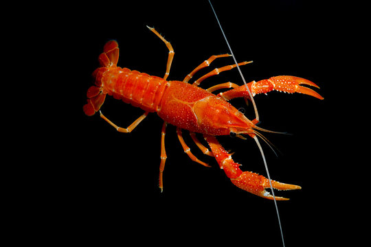procambarus clarkii orange ghost