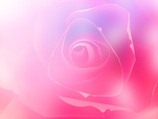 Pink rose closed up background