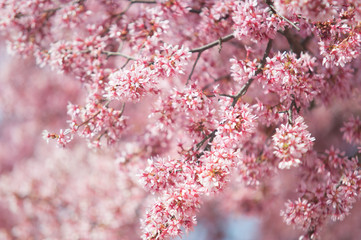 Blooming branches of Kwanzan Cherry tree