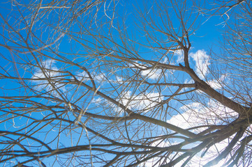tree branches of a willow against the sky.
