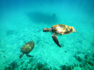 Sealife. Sea turtles swimming underwater - obrazy, fototapety, plakaty