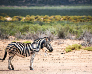 Fototapeta na wymiar safari in Cape Town