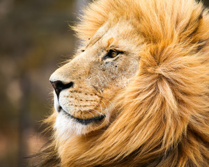 Obraz na płótnie Canvas male african lion