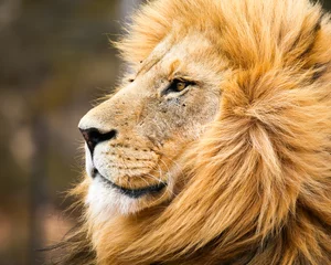 Tableaux ronds sur plexiglas Lion lion d& 39 afrique mâle