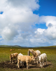 cows on meadow