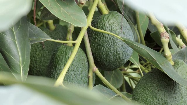 fresh and ripe avocado fruits on a tree