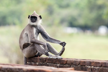 Tufted gray langur monkey in Anuradhapura