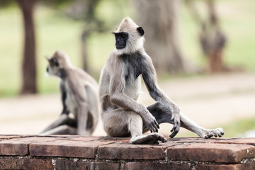 Tufted gray langur monkeys in Anuradhapura