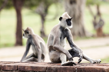 Tufted gray langur monkeys in Anuradhapura