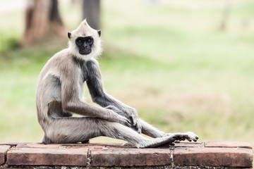 Tufted gray langur monkey in Anuradhapura - obrazy, fototapety, plakaty