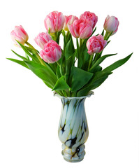 Bouquet of pink tulips vase isolated on white background.