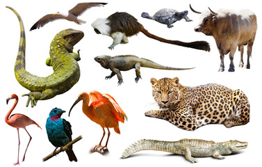 Fauna of South America set