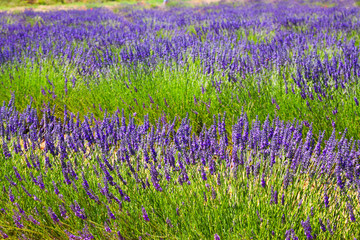  field with plant of blue  lavender