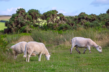 Sheep grazing in the meadows of the northern coast of Devonshire. Farmland in Exmoor. UK