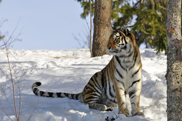 Fototapeta na wymiar A beautiful Siberian tiger in a wintry landscape