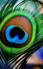 Obraz premium Close up of colorful peacock feather