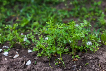 Young sprouts parsley. In the garden bed of spice plants. The upcoming harvest.
