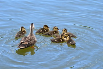 カルガモの親子