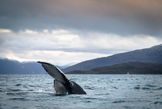 Humpback Whale Tail Fluke In The Ocean In Tromso Norway