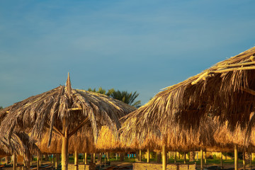 Fototapeta na wymiar Tops of old beach umbrellas made of natural materials isolated over blue sky background. Photo shot at sunrise time. Horizontal color image.