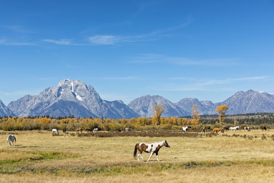 USA, Wyoming, Rocky Mountains, Grand Teton National Park, Mustangs